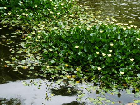 水生植物
