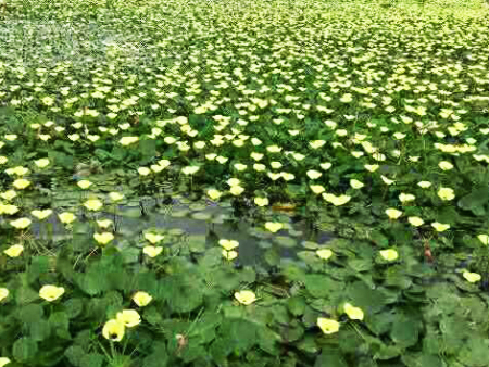 水景花卉