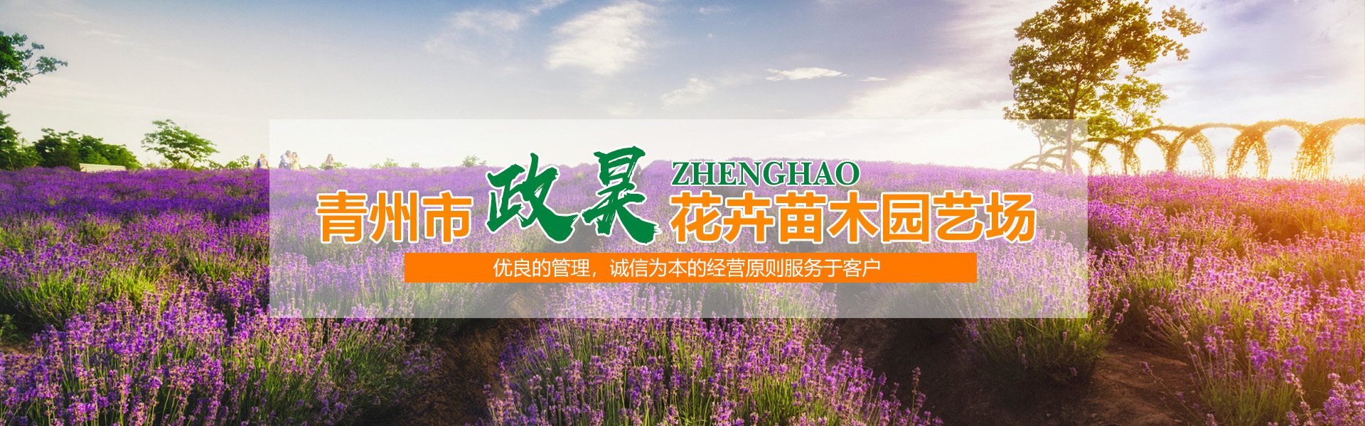 青州苗木批发市场全国排名第几
