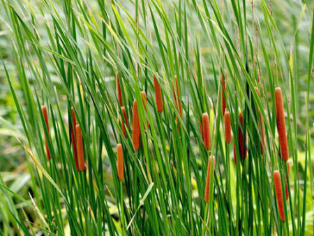 香蒲