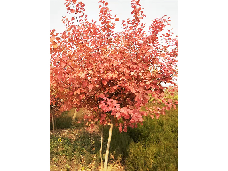 黄栌|黄栌系列-青州市尧山绿淼苗木有限公司