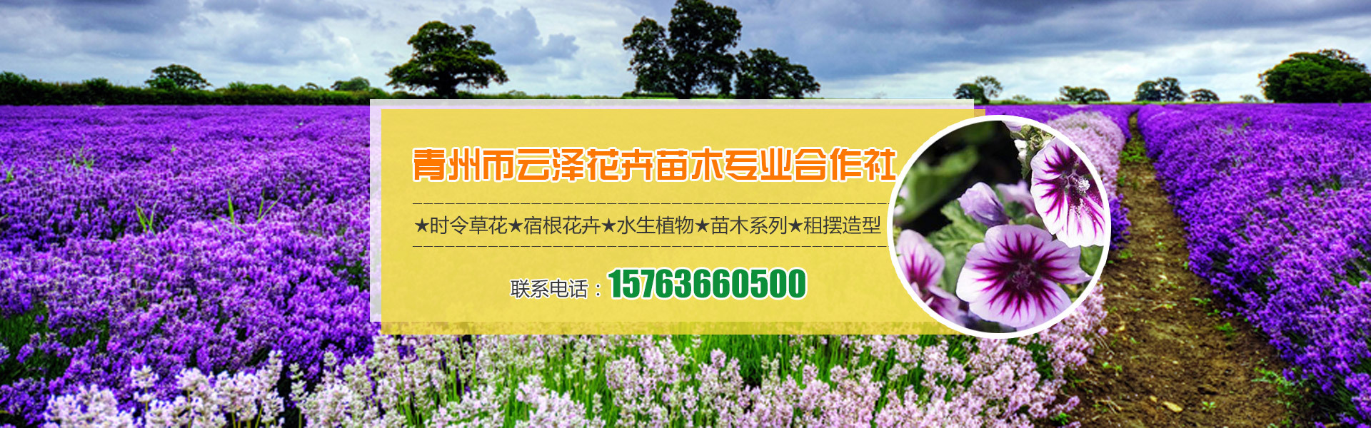 青州最大苗木批发市场
