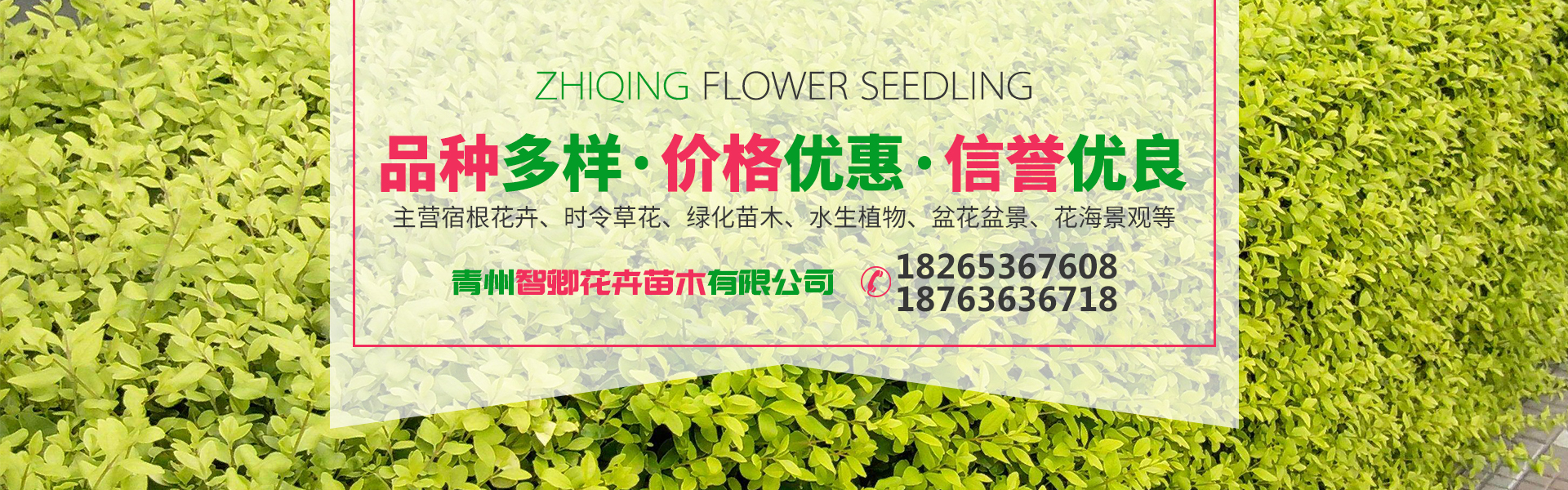 如何经营花卉苗圃基地