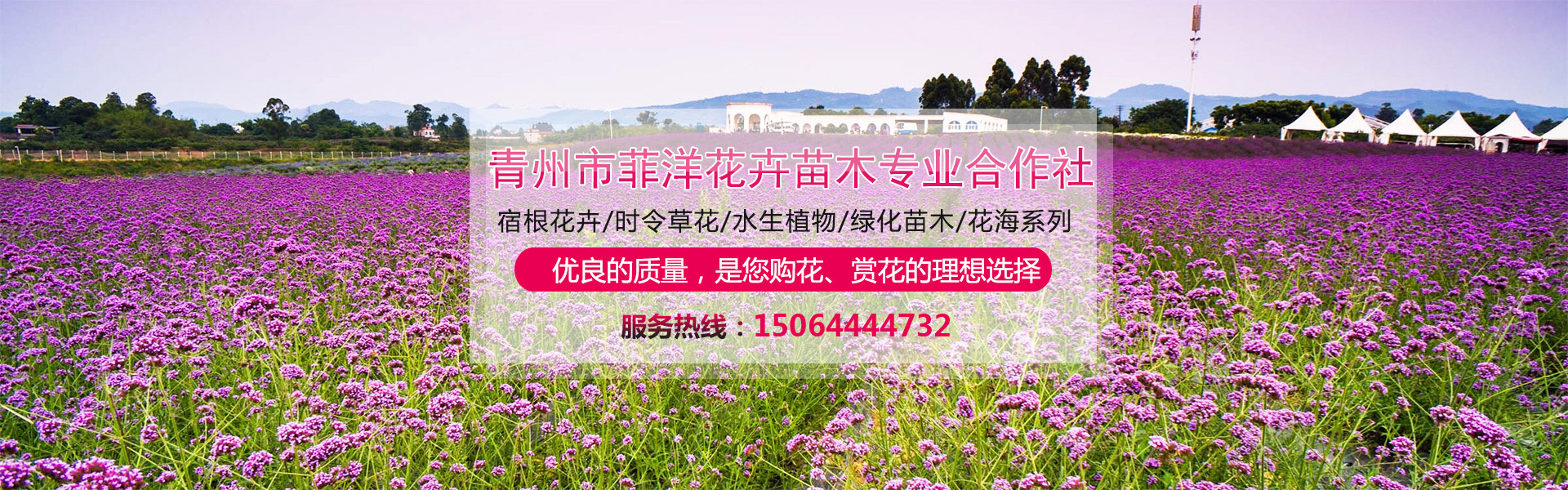 石楠球怎样种植方法