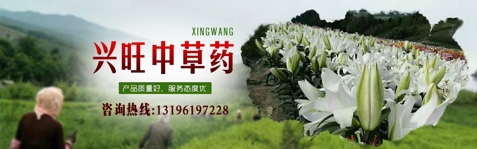 中草药苗哪里有卖的