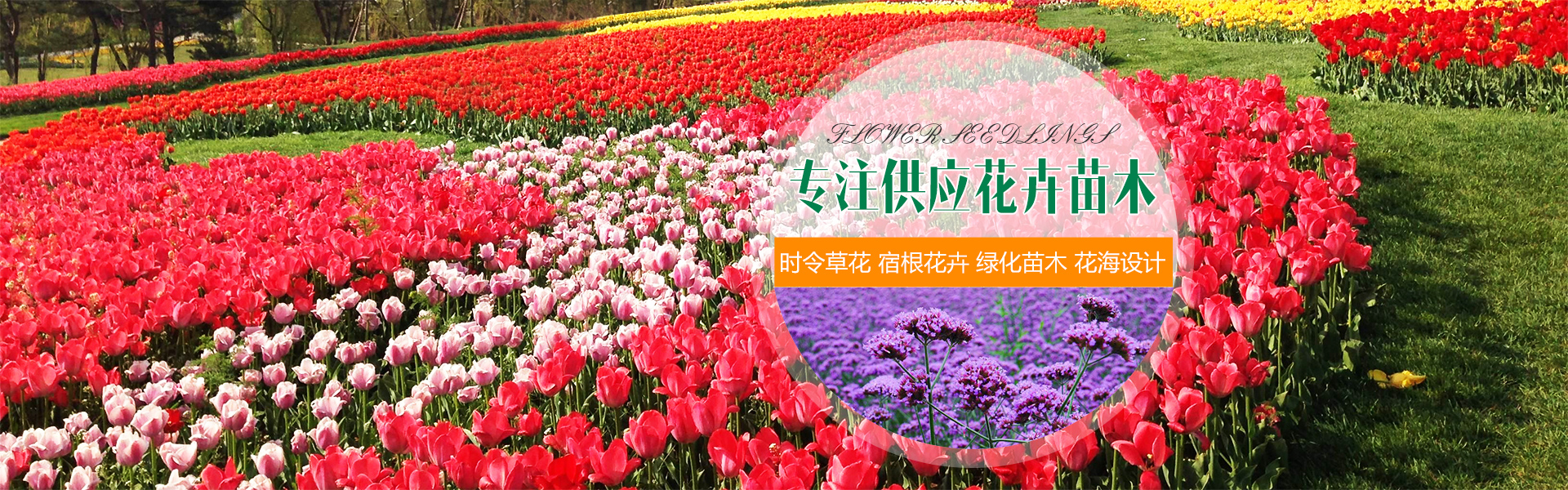 天津时令草花批发市场在哪