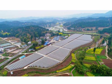 日照日光葡萄合作社