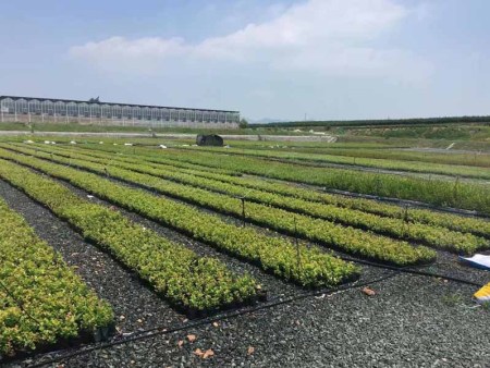 日照蓝莓种植现代产业园