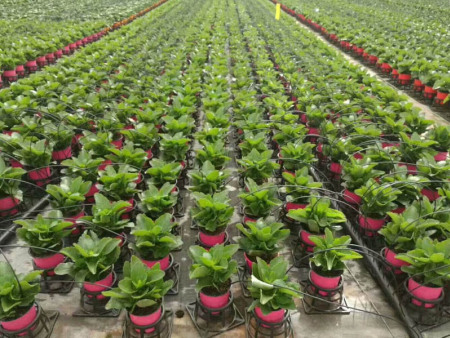 2018年枣庄市水肥一体化技术推广实施项目