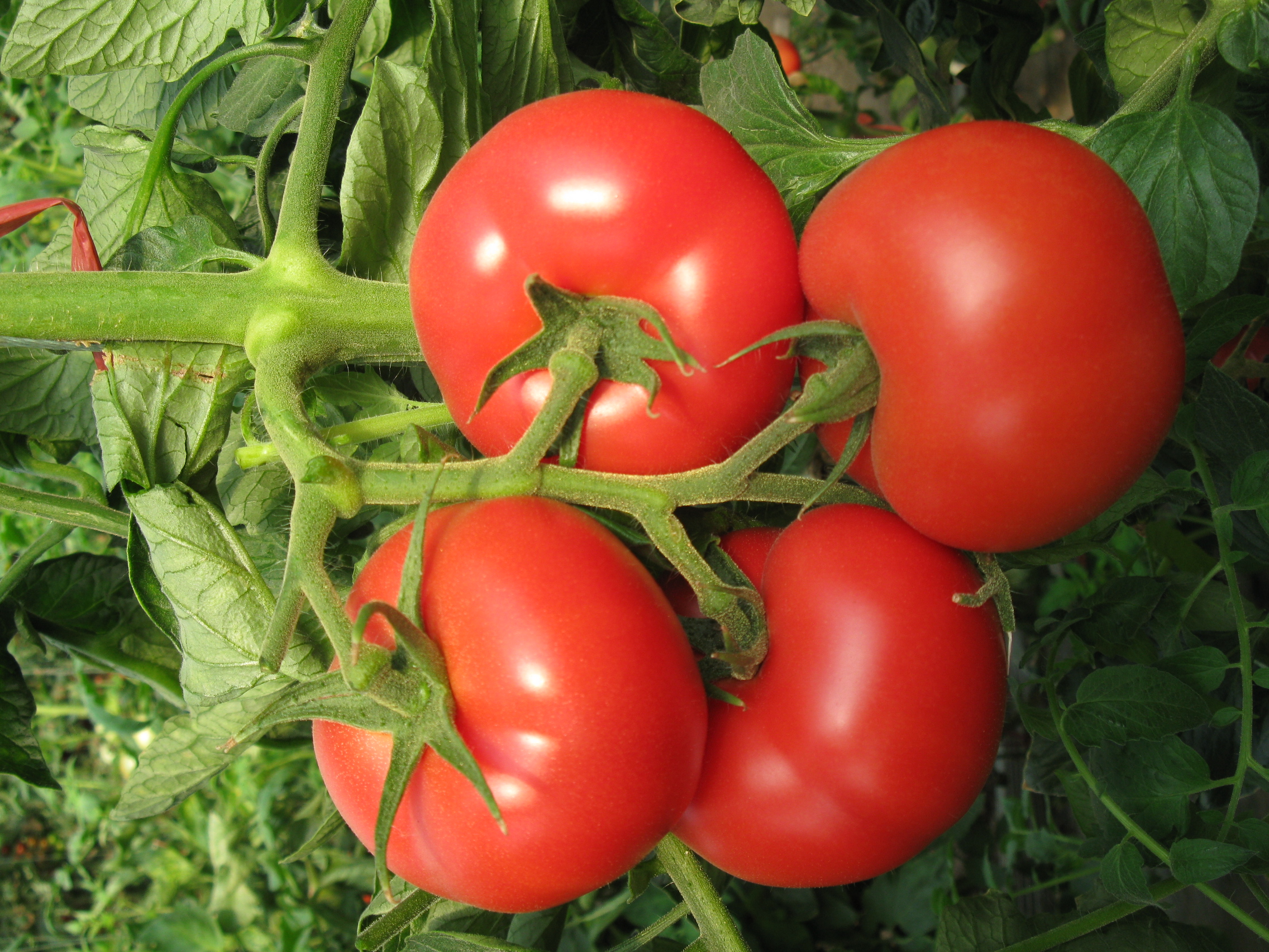 西红柿的种类有哪些图片