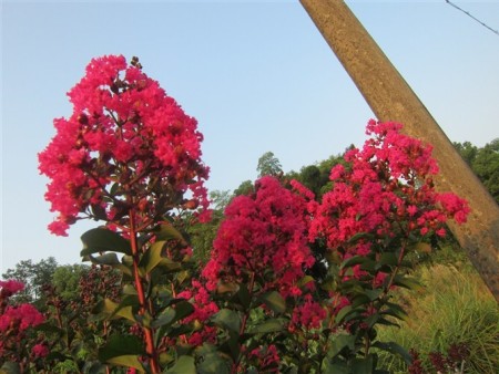 美国三红紫薇