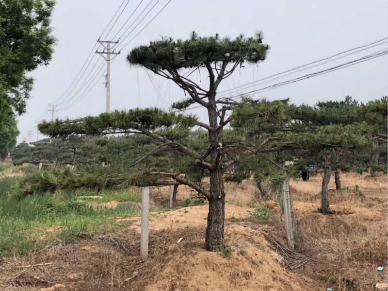 莱芜造型松