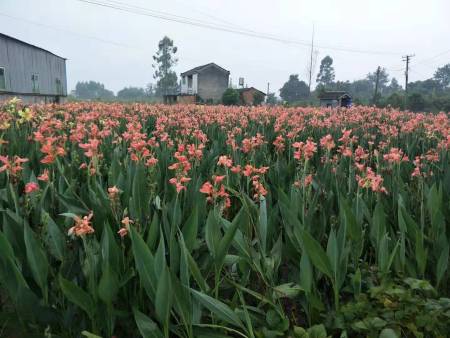 四川睡莲的形态特征