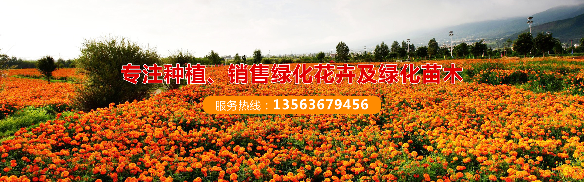 青州苗木公司