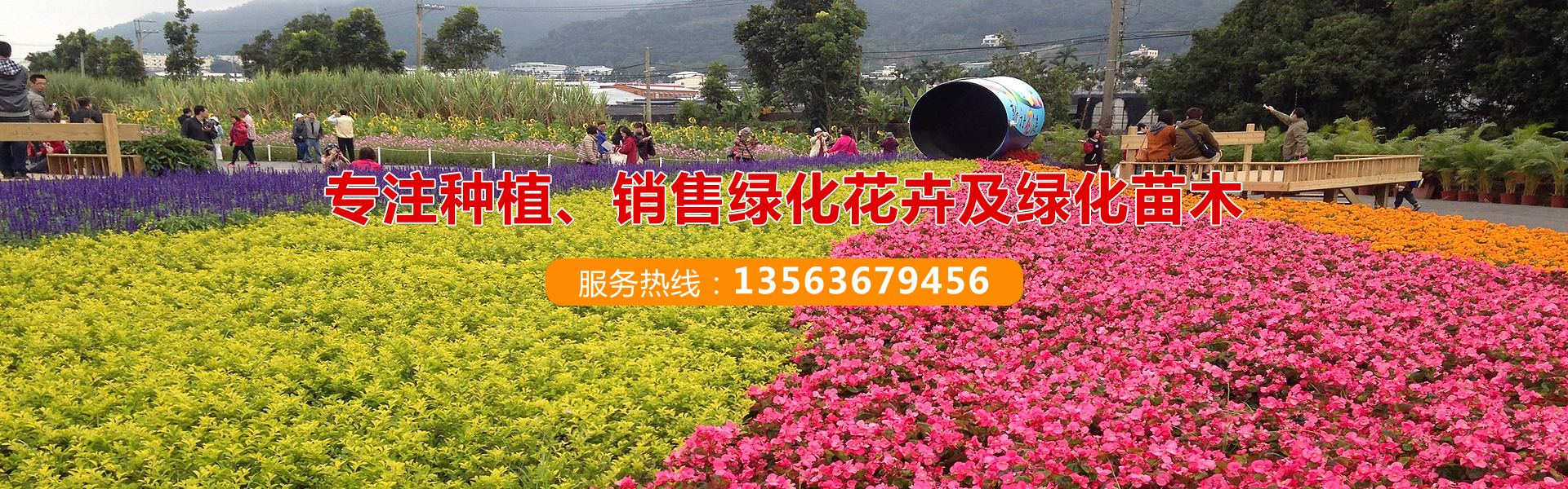 青州苗木市场