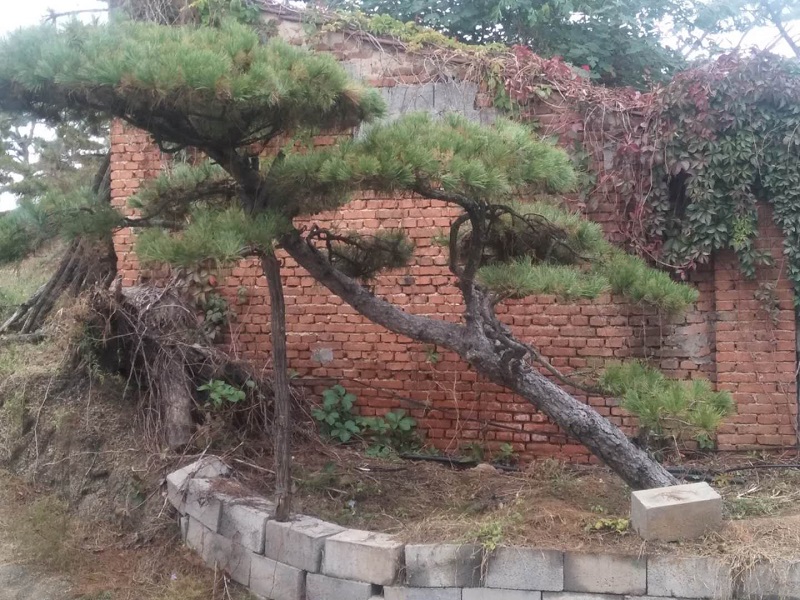 造型黑松