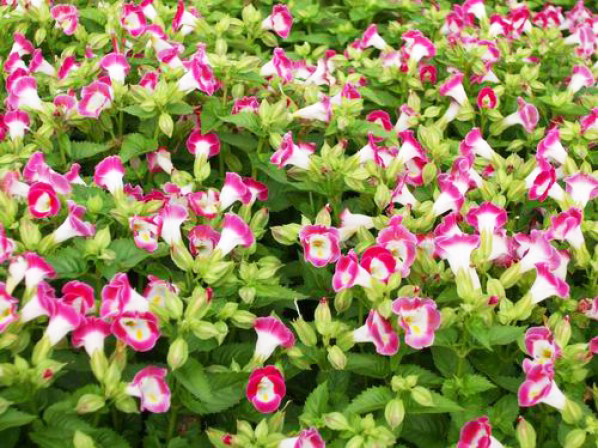 夏瑾-青州市建泰花卉苗木专业合作社