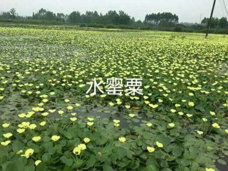 水生植物哪些好养活