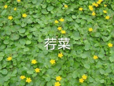 席草批发养殖技巧