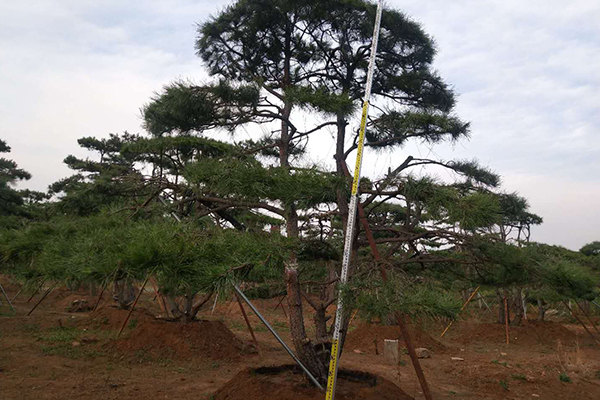 泰山松樹