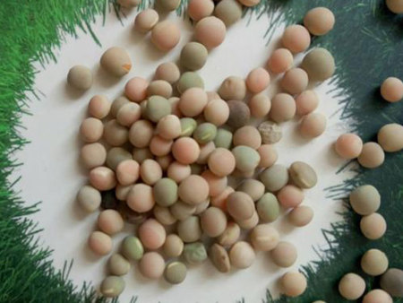 玉门市箭筈豌豆