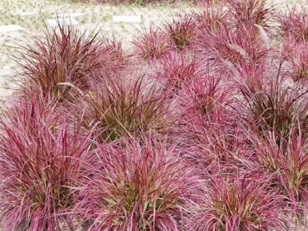 火焰狼尾草-青州政兴花卉苗木专业合作社