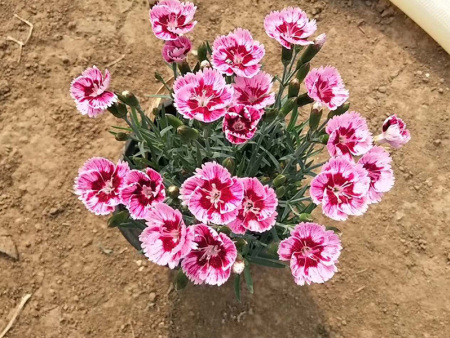 彩虹石竹