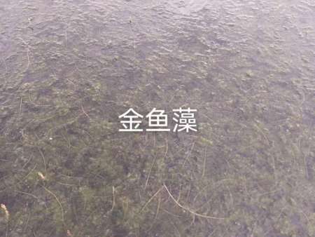金鱼藻