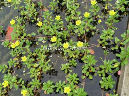黄花水龙