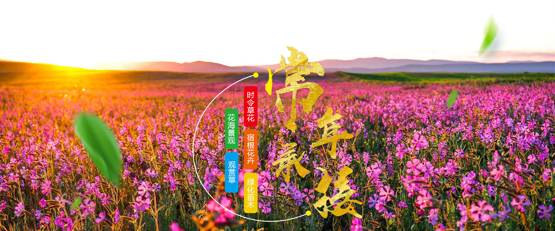 青州苗木种植批发基地