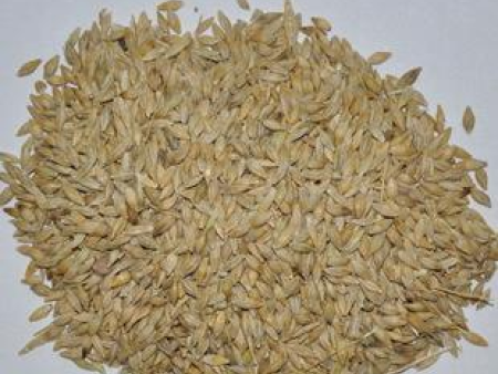 甘肃牧草种子,兰州早熟禾种子,厂家批发-甘肃恒有农业