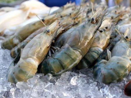 凡纳滨对虾-海南球鑫农业发展有限公司