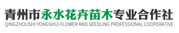 青州市永水花卉苗木合作社 -时令草花及宿根花卉和绿化苗木基地