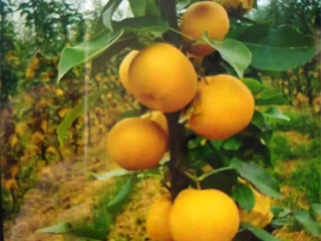 微信图片_20201121224655