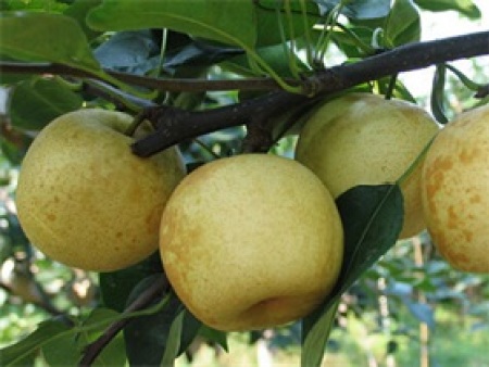 b57af8191139ce9447500ecc1518433b_1419924367