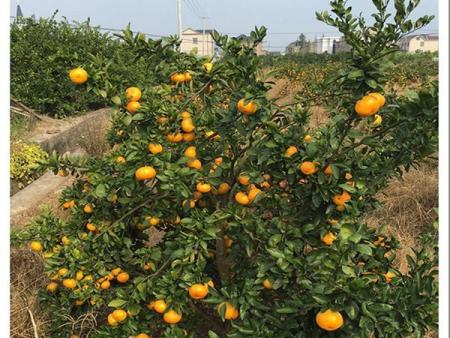 src=http___cbu01.alicdn.com_img_ibank_2017_343_263_4549362343_1360504787.jpg&refer=http___cbu01.alicdn