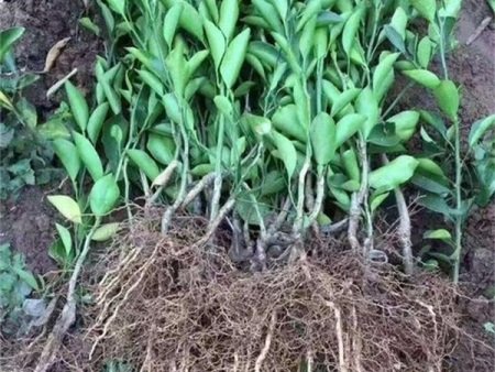 u=689430134,2623080737&fm=26&gp=0