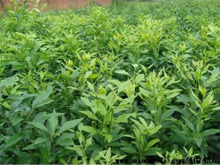 src=http___pic.miaomudi.com_upload_gongyingbig_2016_09_09_10743_20160909155459.jpg&refer=http___pic.miaomudi