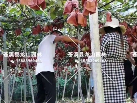 微信图片_20201120201912