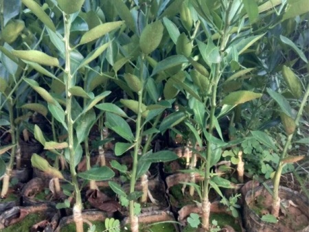 src=http___image.cnhnb.com_image_png_head_2019_09_10_817b4fd3e0884598a30c4f936647b596.png&refer=http___image.cnhnb