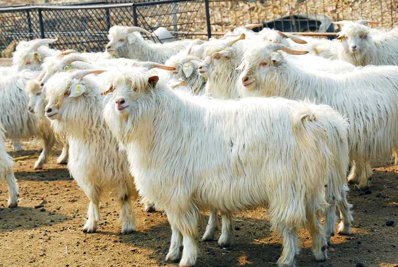 辽宁绒山羊种羊图片