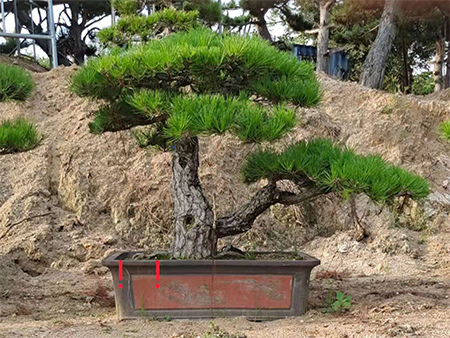 景观松