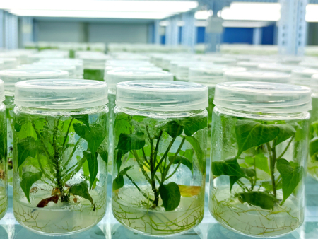 甘薯脱毒苗繁育技术体系-河南华智营养科技有限公司