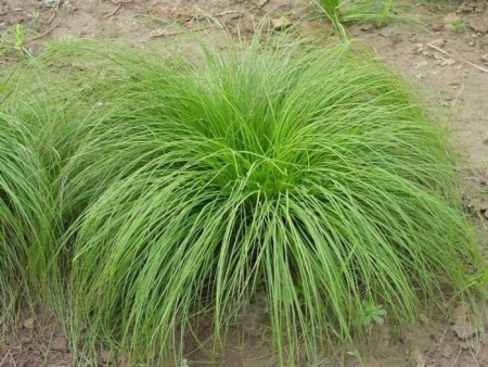 崂峪苔草-青州市正佳花卉苗木有限公司