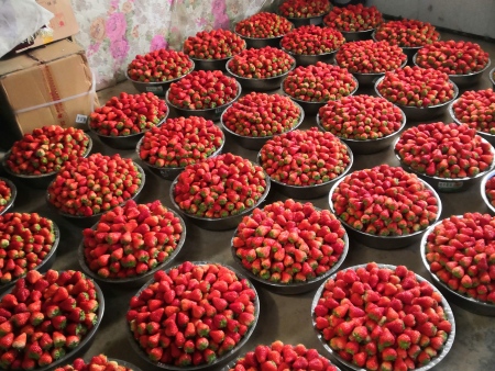 女孩子多吃草莓有什么好处