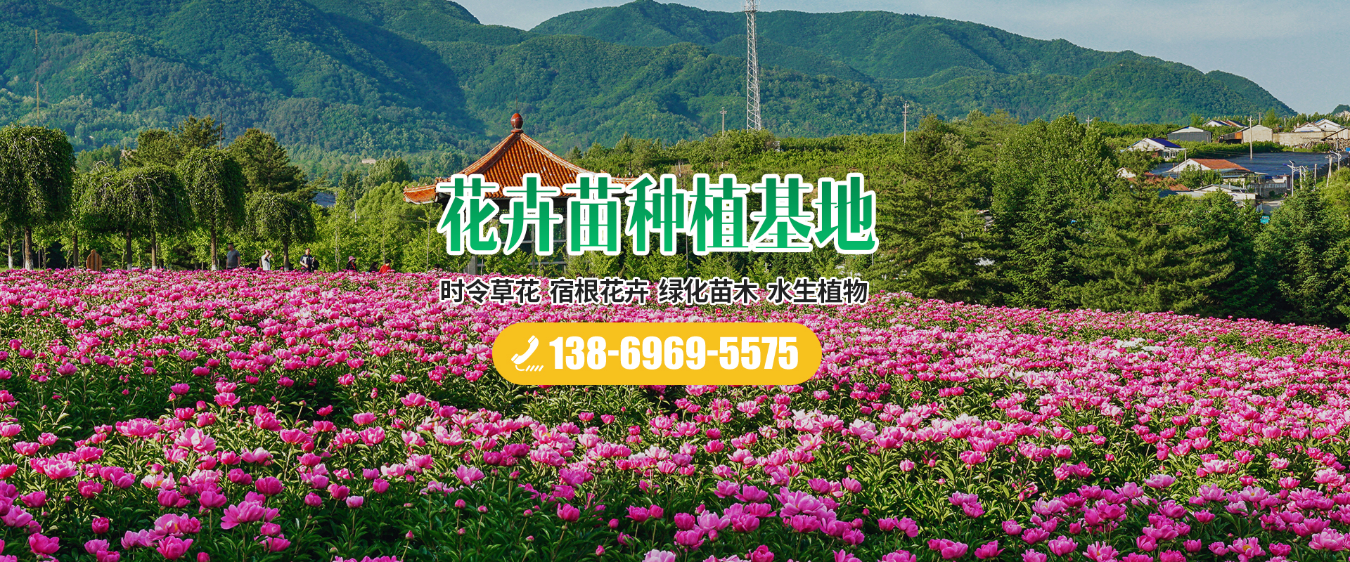 成都绿化苗木花卉市场在哪里
