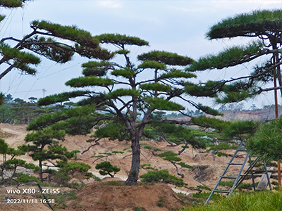 造型油松树