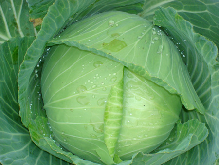 卷心菜