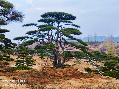 山東造型松