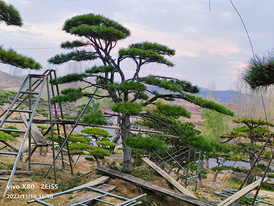 造型松